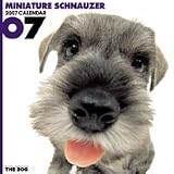 THE DOG ミニチュア・シュナウザー 2007年 カレンダー