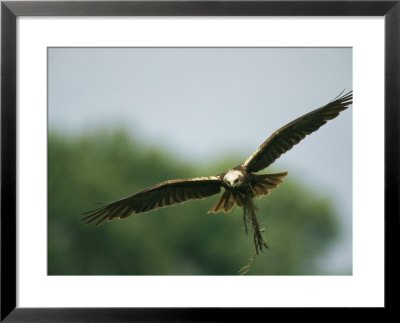 Raptor in Flight with Nest Building Material in its Talons Photography Framed Art Poster Print - 31x25