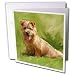 Dogs Norfolk Terrier - Norfolk Terrier - Greeting Cards-12 Greeting Cards with envelopes