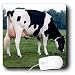 Farm Animals - Holstein Cow - Mouse Pads