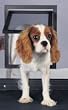 PetSafe Pet Screen Door