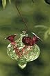Bird Brain Model 6931 Charisma Hummingbird Feeder, Lime Green