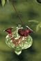Bird Brain Model 6931 Charisma Hummingbird Feeder, Lime Green