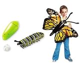 INFLATABLE BUTTERFLY LIFE CYCLE