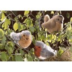 Eigenschaften Kösener 2351 / Kösener 2351 - Rotkehlchen rot/grau
