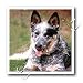 Dogs Australian Cattle - Australian Cattle Dog - Iron on Heat Transfers