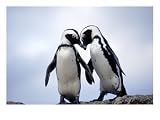 Jackass Penguins, South Africa Photographic Poster Print by Don Romero, 40x30