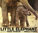 Little Elephant