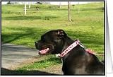 Black Pitbull Card