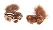 KONG CATNIP SQUIRREL NQ4