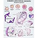 Denoyer Geppert Sex Education Chart Set