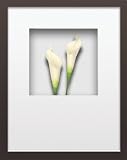 �s�t�����[�t���[���tHana concept frame Calla II�i�J���[2�j
