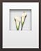 �s�t�����[�t���[���tHana concept frame Calla II�i�J���[2�j