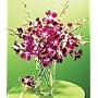 Purple Orchids w/ Free Vase
