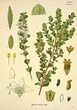 Buchu Leaf Powder Herbal Tea