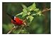 View of an Iiwi Bird on Akala or Hawaiian Raspberry, Photographic Poster Print by Chris Johns, 24x18