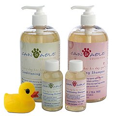 Cain & Able Lavender Conditioning Shampoo, 16 Ounces
