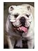English Bulldog, Dogs & Puppies Photographic Poster Print by Rudi von Briel, 18x24