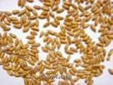 Spelt Berries, Organic, 25# Bulk