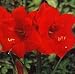 Outdoor Living : Flower Bulb Sale: 25% off favorite: Red Lion Amaryllis, the top favorite for indoor bloom.