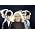 Thumbnail image of Blondie