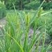 Common Cattail Sedge (Carex typhina) - Jumbo Wildflower Seed Packet