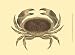 Antique Crab IV - James Sowerby Art Print Poster 13 x 10