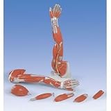 Model of Full Arm with Musculature, each