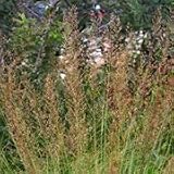 Northern Dropseed (Sporobolus heterolepis) - Jumbo Wildflower Seed Packet