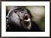 Chimpanzee vocalizing in Gombe Stream National Park Subject Framed Art Poster Print by Michael Nichols, 29x21