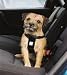Dog Seat Belt Harness - Small