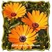 African Daisy (Dimorphotheca sinuata) Jumbo Wildflower Seed Packet (1000)