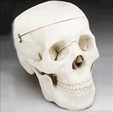 Halloween Budget Life-Size Human Skull - Fourth Quality (Item # CS204)