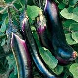 Organic Japanese Pickling Eggplant - 50 Seeds