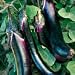 Organic Japanese Pickling Eggplant 50 Seeds