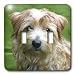 Dogs Norfolk Terrier - Norfolk Terrier - Light Switch Covers - double toggle switch