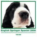 English Springer Spaniel (Artlist Collection)