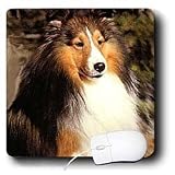 Dogs Sable Border Collies - Sable Border Collie - Mouse Pads
