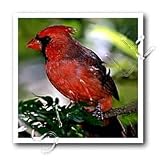Cardinal Bird - 8x8 Iron On Heat Transfer For White Material - B...