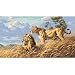 Gold Collection African Lions Counted Cross Stitch Kit: 18x10