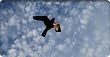 hawk kite