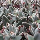 【多肉植物】　月兎耳（つきとじ）3.5号鉢　2株セット　【インテリアグリーン】