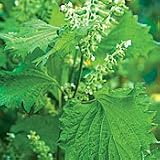 Organic Green Shiso - 100 Seeds - Annual