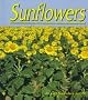 Sunflowers (Plants: Life Cycles)