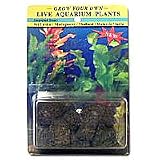 Grow Your Own Live Aquarium Plants