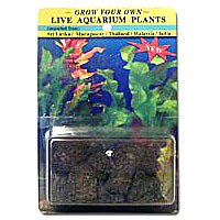 Grow Your Own Live Aquarium Plants by Aquarium Plantlife