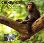 Chimpanzees of Gombe: A Tribute to 40 Years With Jane Goodall
