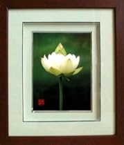 Framed Handmade Chinese Silk Embroidery : White Lotus 1