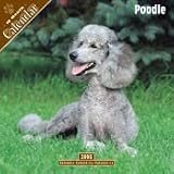 2008 Poodle 2008 16 Month Wall Calendar **IN STOCK NOW**