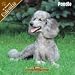   - 2008 Poodle 2008 16 Month Wall Calendar **IN STOCK NOW**